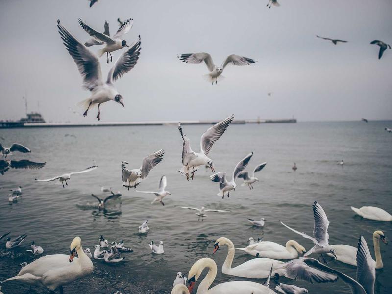 sudoku web browser game